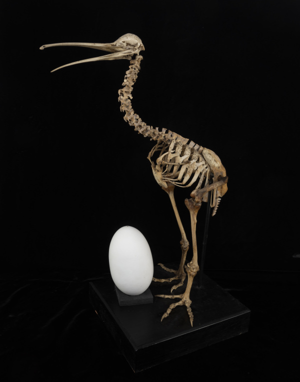 AV839 11 with an egg