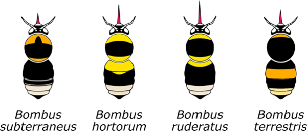 bee 3