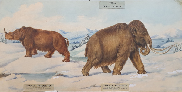 Figure 4 Fauna of glacial periods