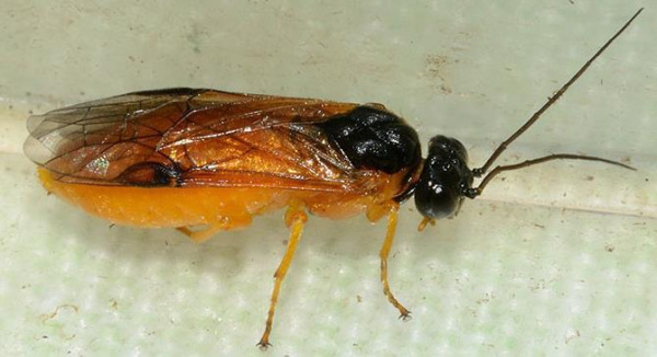 sawfly Image1