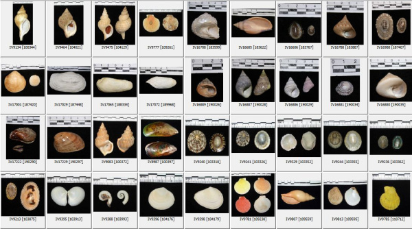 Otago marine mollucs