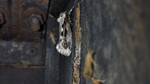 Frosted phoenix moth by Pav Johnson 2 March 2024 all rights reserved.