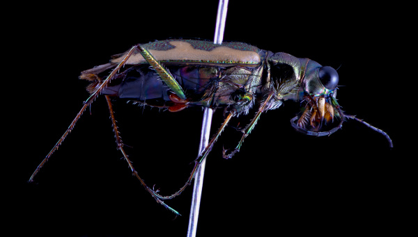 Cicindela tuberculata Common tiger beetle