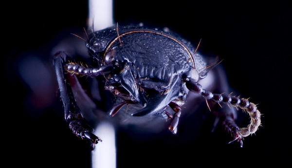 Megadromus sp. Ground beetle