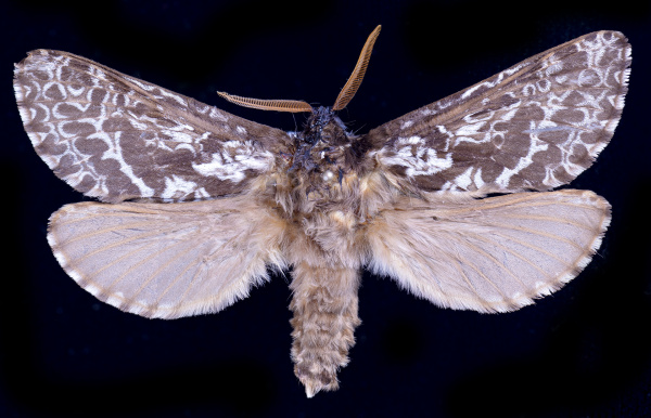 Forest Porina Moth Aoraia dinoides