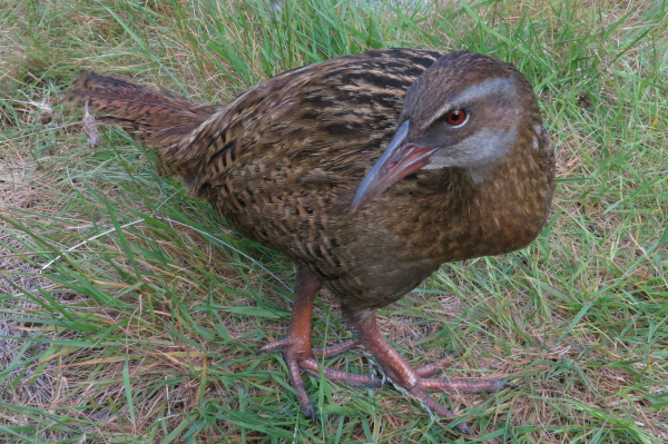 buff weka translocated ccby john barkla