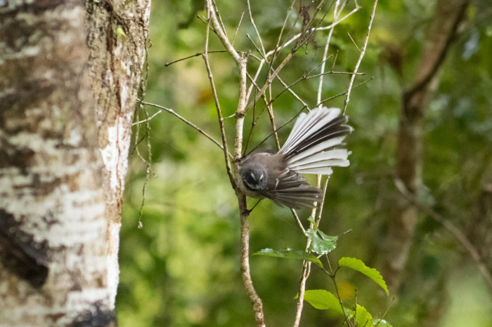 Fantail Kane Fleury