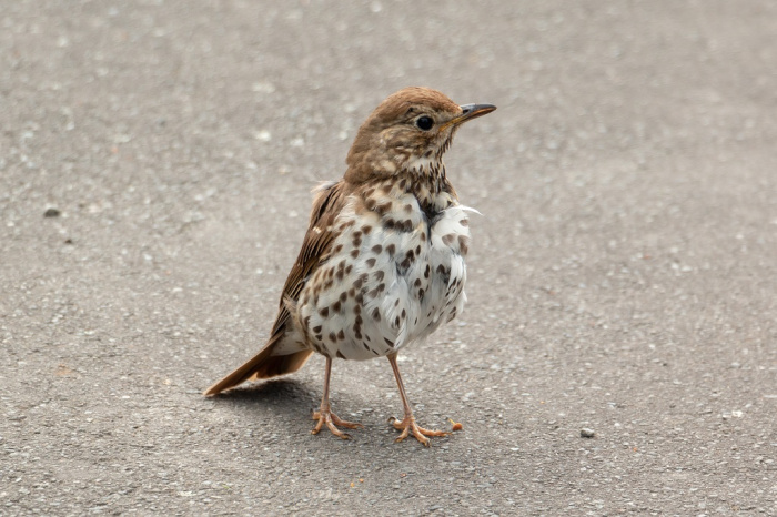 Song thrush CC BY Kristi Van der Zwet