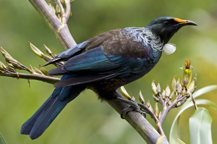 Tui on flax Matt Binns