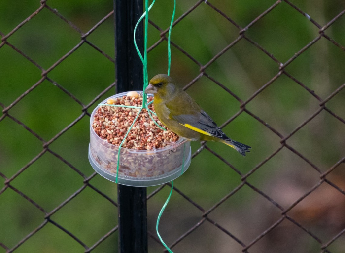 Greenfinch Kane Fleury