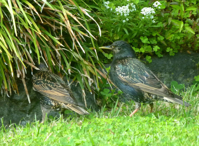 Starling CC BY Steve Kerr