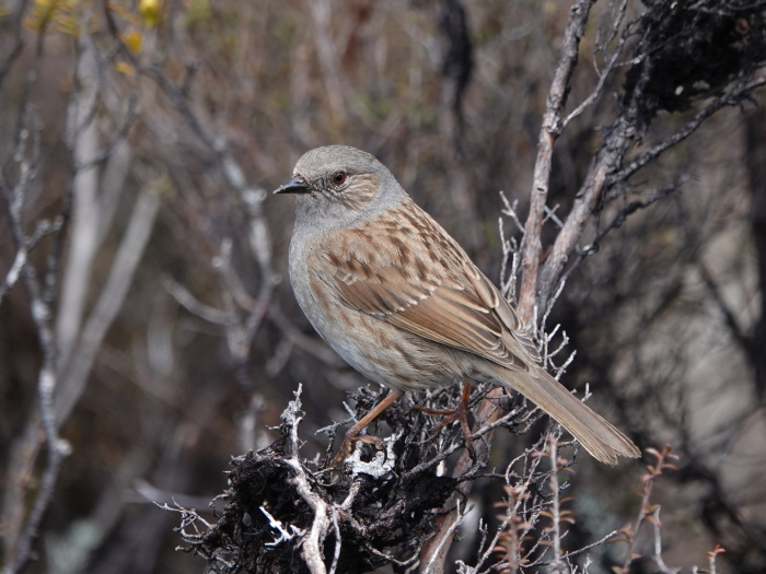 Dunnock awmccutcheon CC BY NC