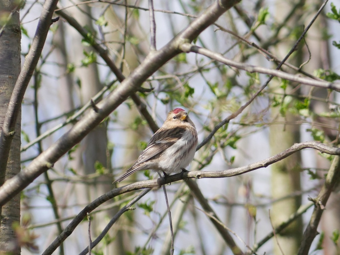 Redpoll CC BY alexis orion