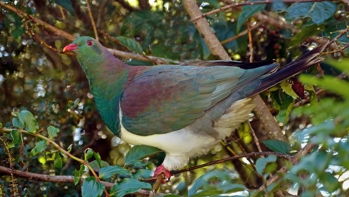 Kereru. NZ Wood Pigeon Bernard Spragg