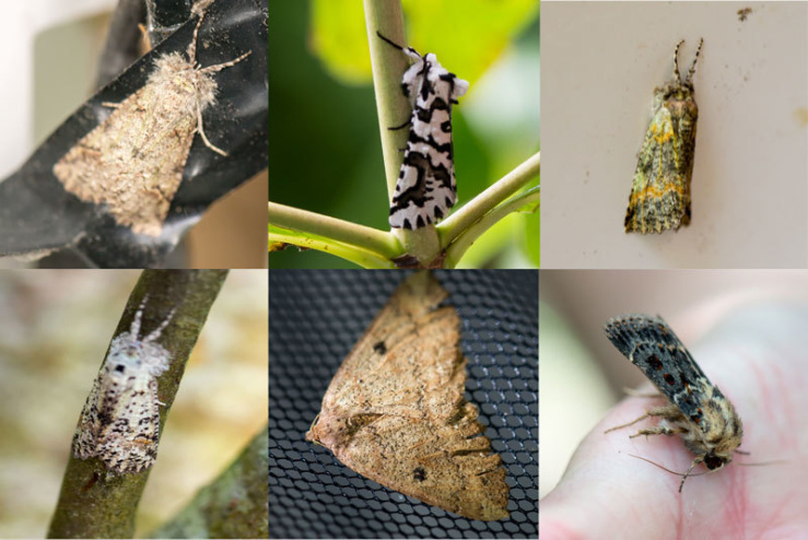 1. Moth composite