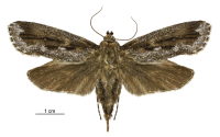 female Titanomis sisyrota from NZAC Birgit Rhode CCBY2