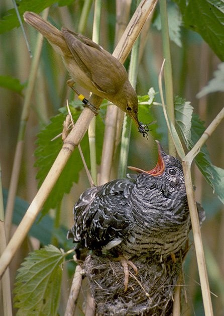 cuckoo chick