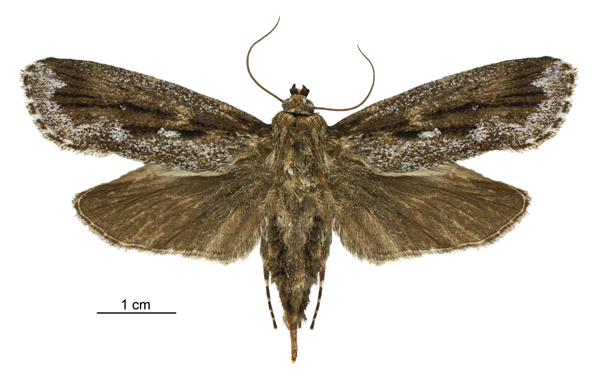 female Titanomis sisyrota from NZAC Birgit Rhode CCBY