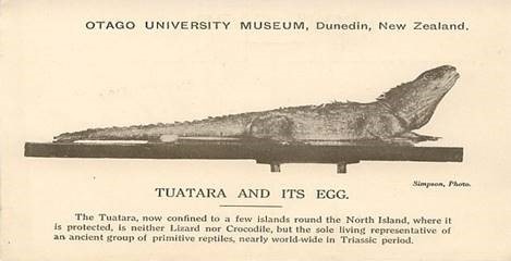 tuatara