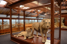 Animal Attic gallery